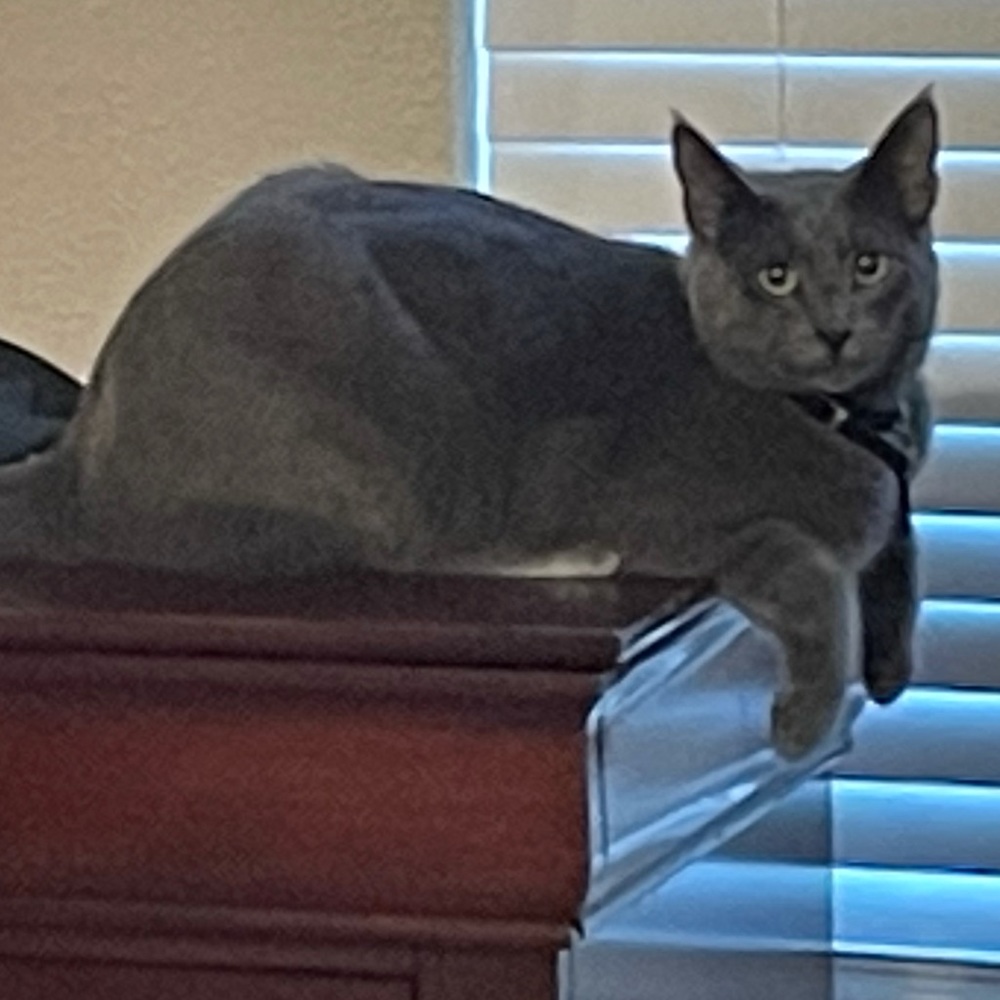 Meet your Posher, Amy